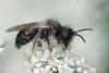 Andrena vaga